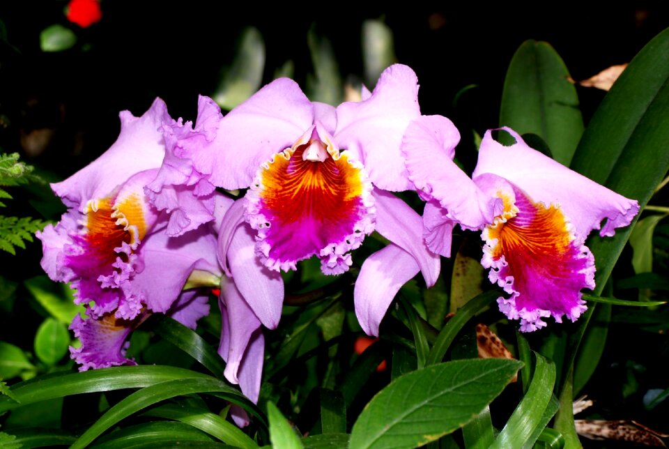 Orchid flower nature