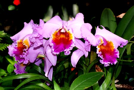 Orchid flower nature photo