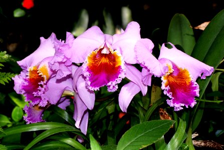 Orchid flower nature
