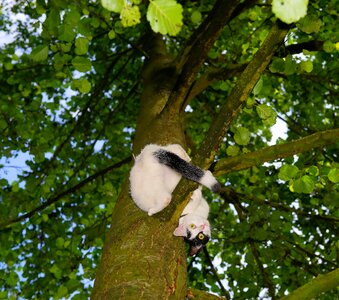 Young cat pet nature