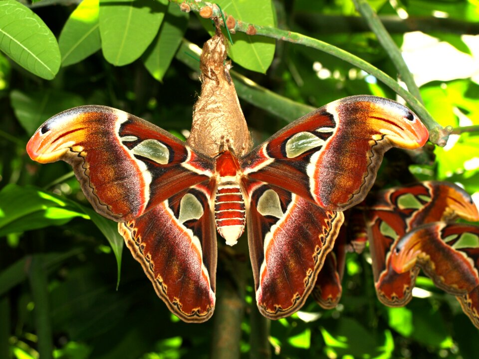 Drexel butterfly animal