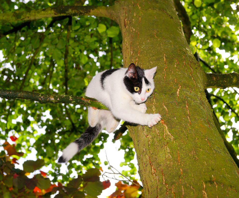 Young cat pet nature