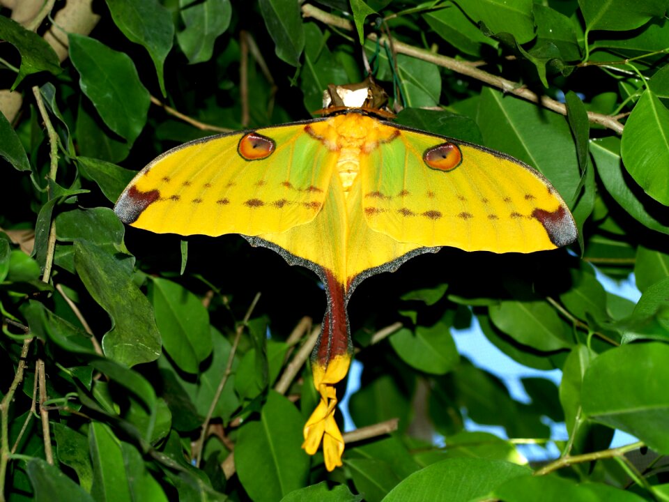 Drexel butterfly animal
