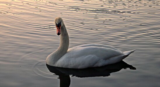 Water bird lake nature photo