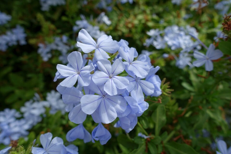 Flowers macro nature