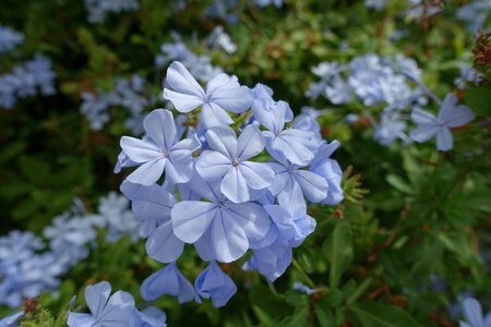Flowers macro nature