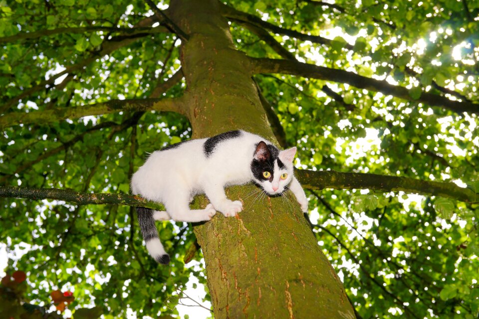 Young cat pet nature