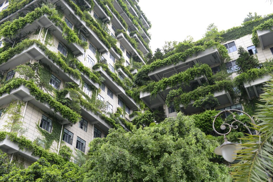 Green plant balcony