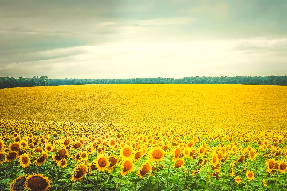 Sunflower flowers yellow