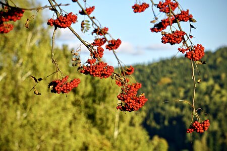 Rowan mountain ash red fruit
