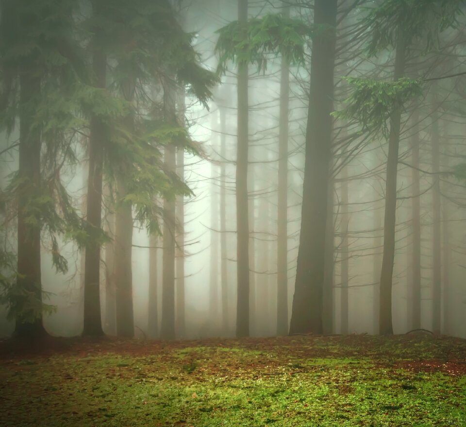 The fog nature autumn