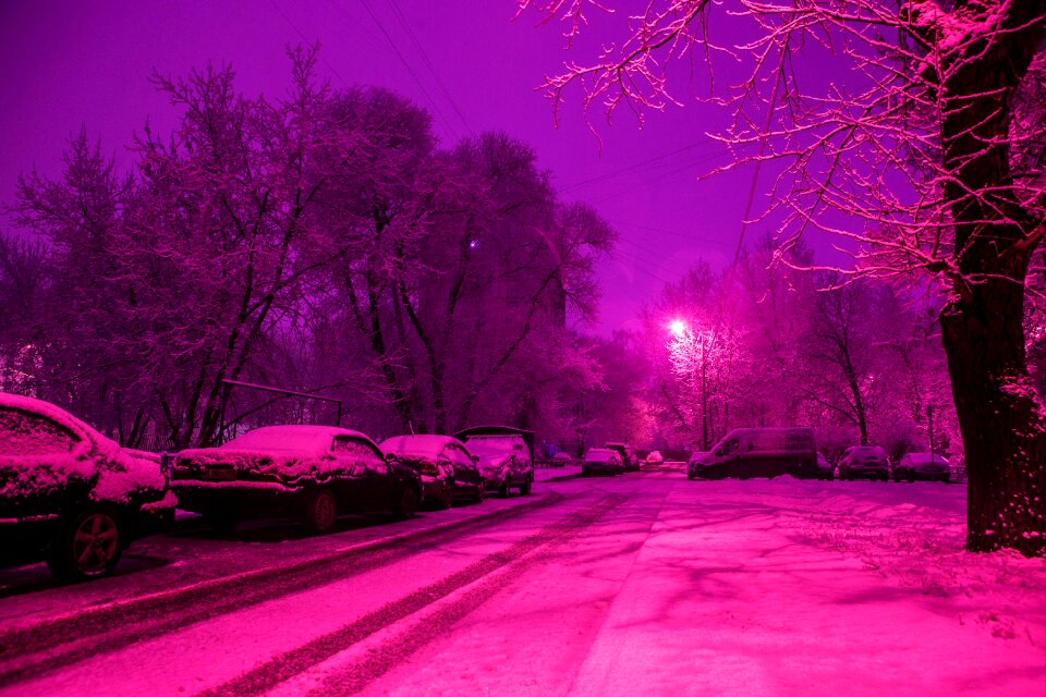Moscow trees night