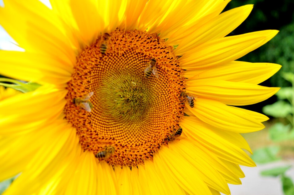Pollen yellow flower bloom