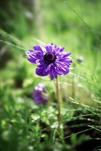 Violet purple flower flower garden photo