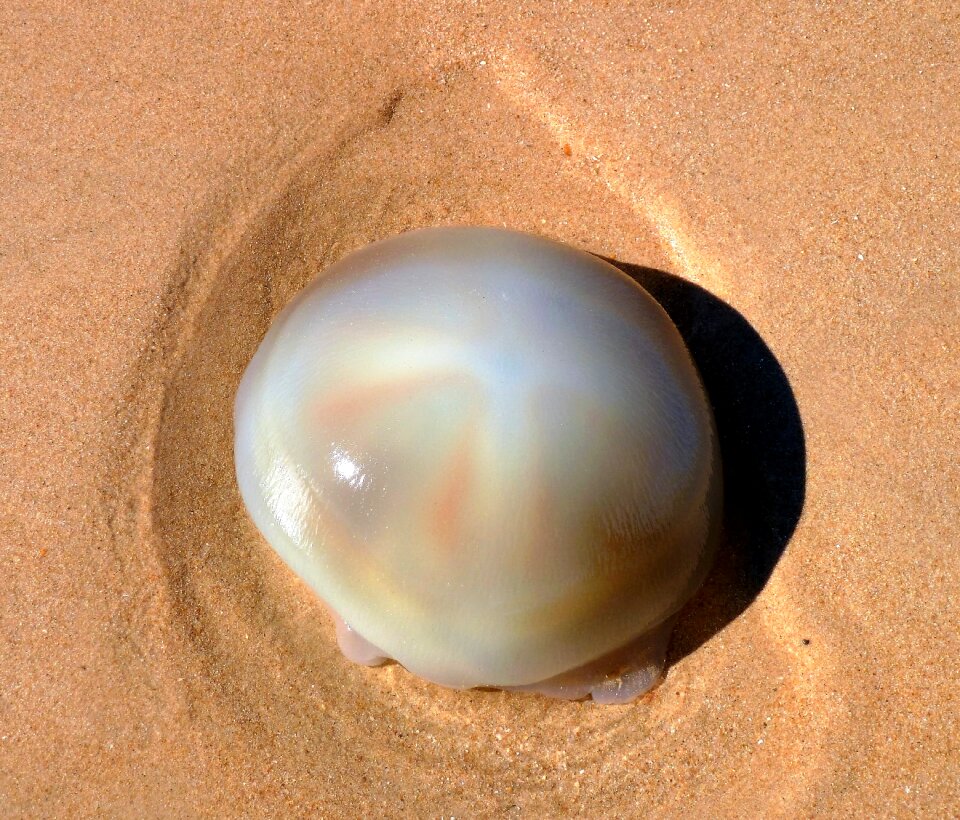Nature beach transparent