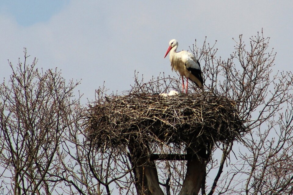 Nesting stork's nest wings