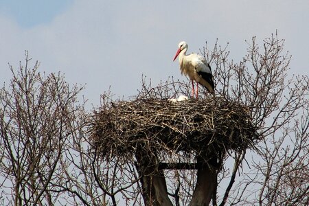 Nesting stork's nest wings photo