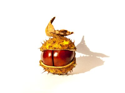 Chestnut chestnut with a leaf lone chestnut