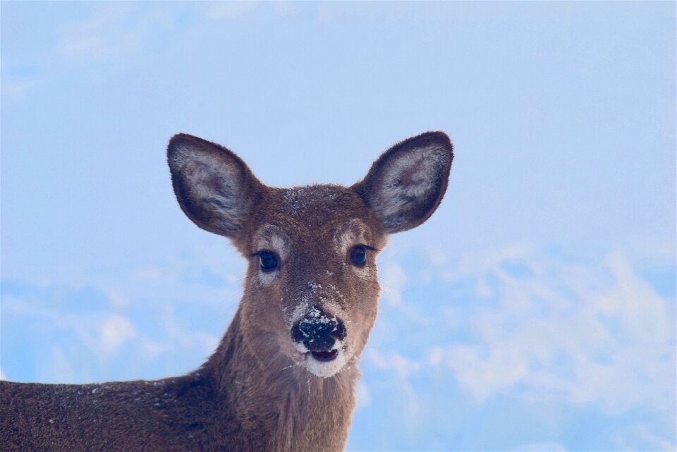 Portrait beautiful animal