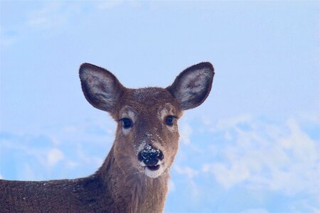 Portrait beautiful animal photo