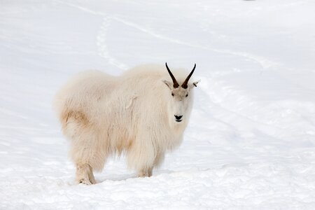 Wildlife canada animal photo