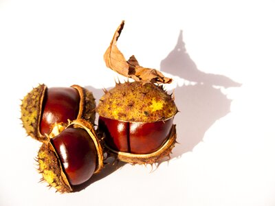 Three chestnut family autumn