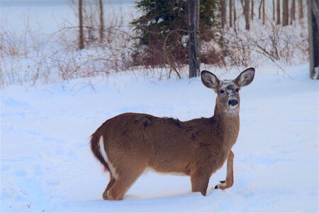 Animal winter white photo