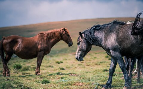 Field grass horses photo