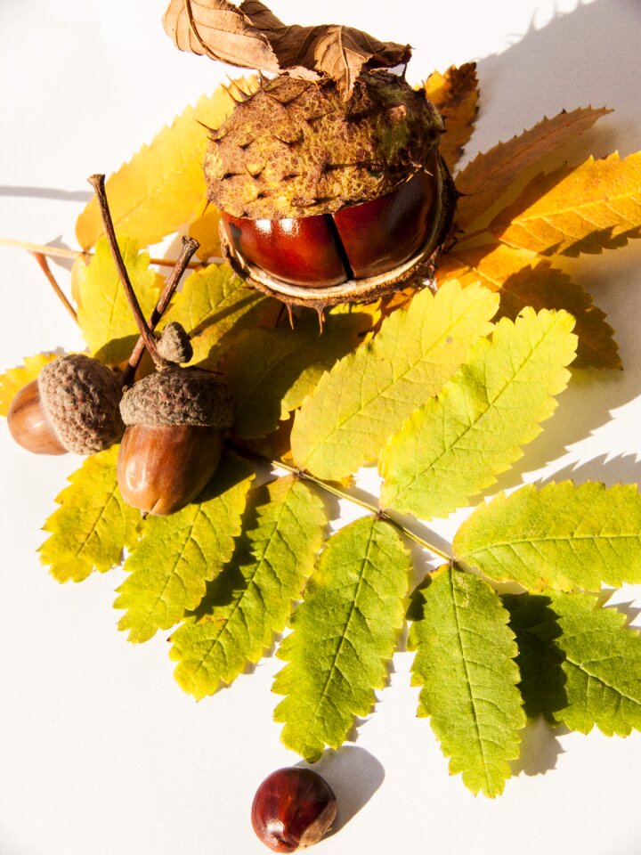 Chestnut still life leaves