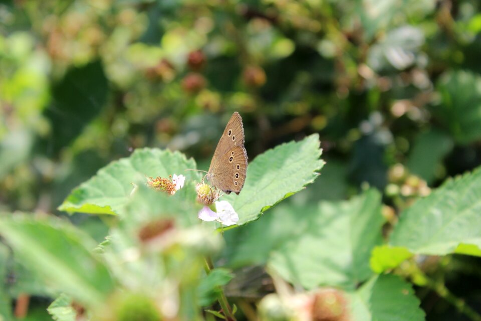 Animals bug insects