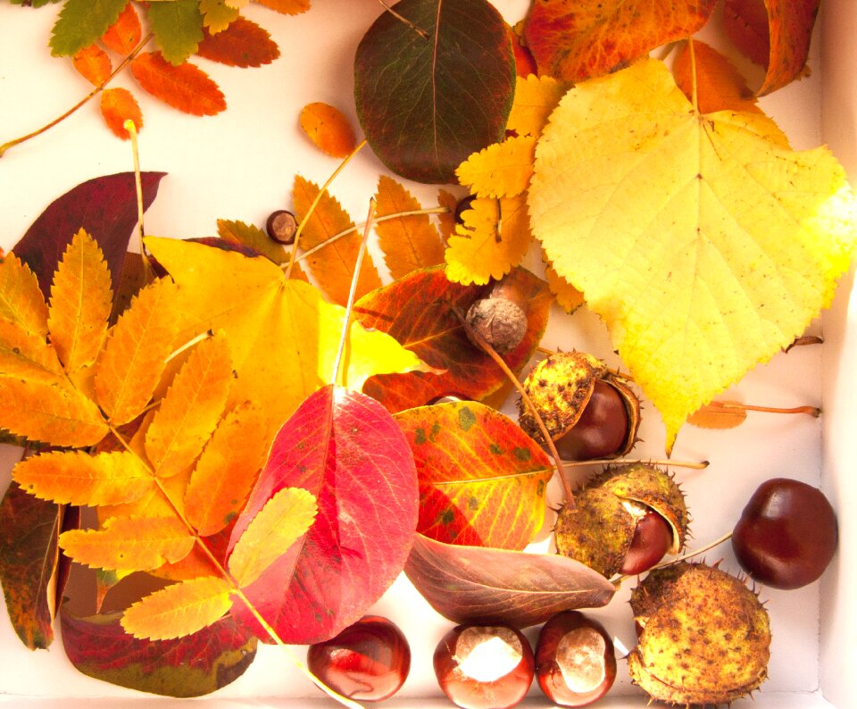Chestnuts leaves yellow