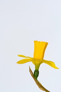 Blossom bloom petals