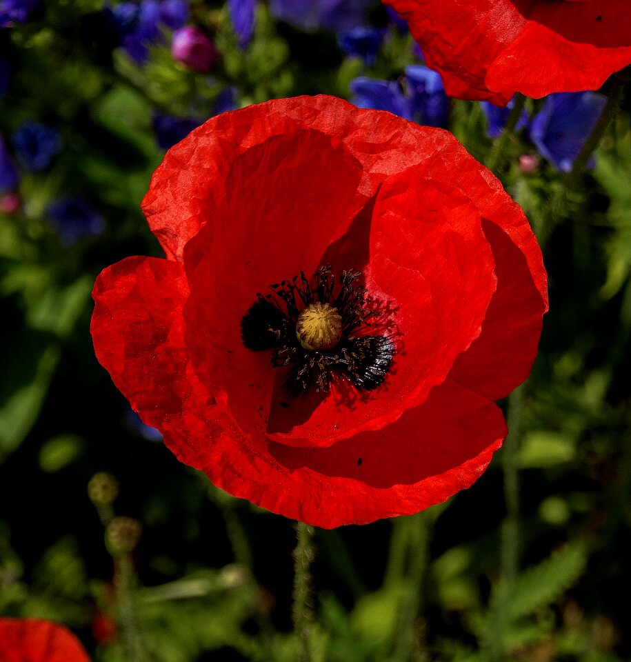 Garden floral petal