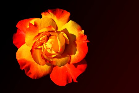 Bloom red yellow rose blooms