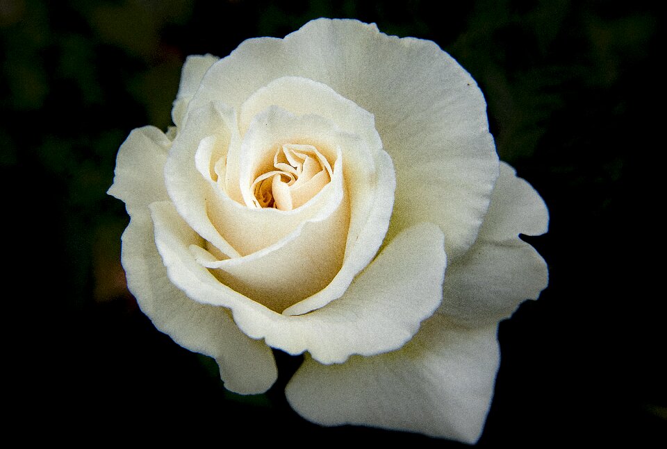 Petals white floral