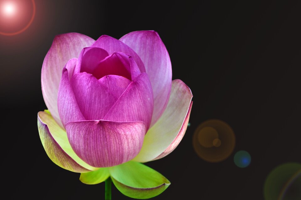 Blossom bloom lens reflection