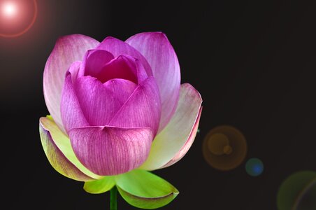 Blossom bloom lens reflection