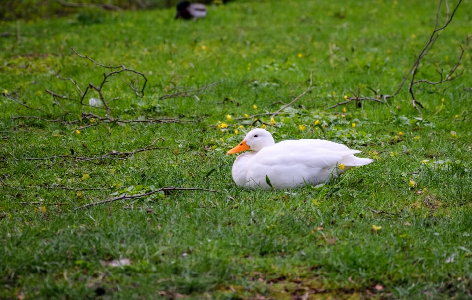 Duck white lying duck