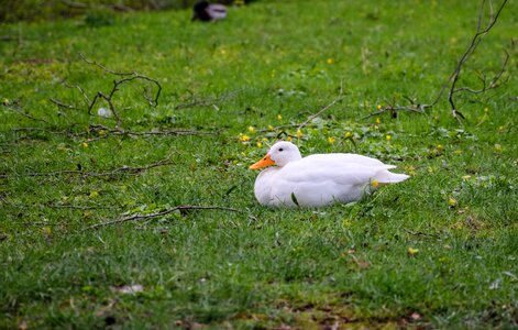 Duck white lying duck