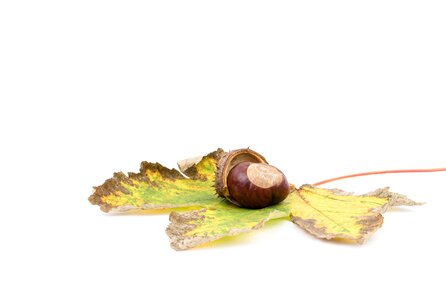 Open chestnut chestnut shell prickly