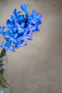Blue blue hyacinth fragrant flower