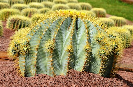 Cactus large prickly