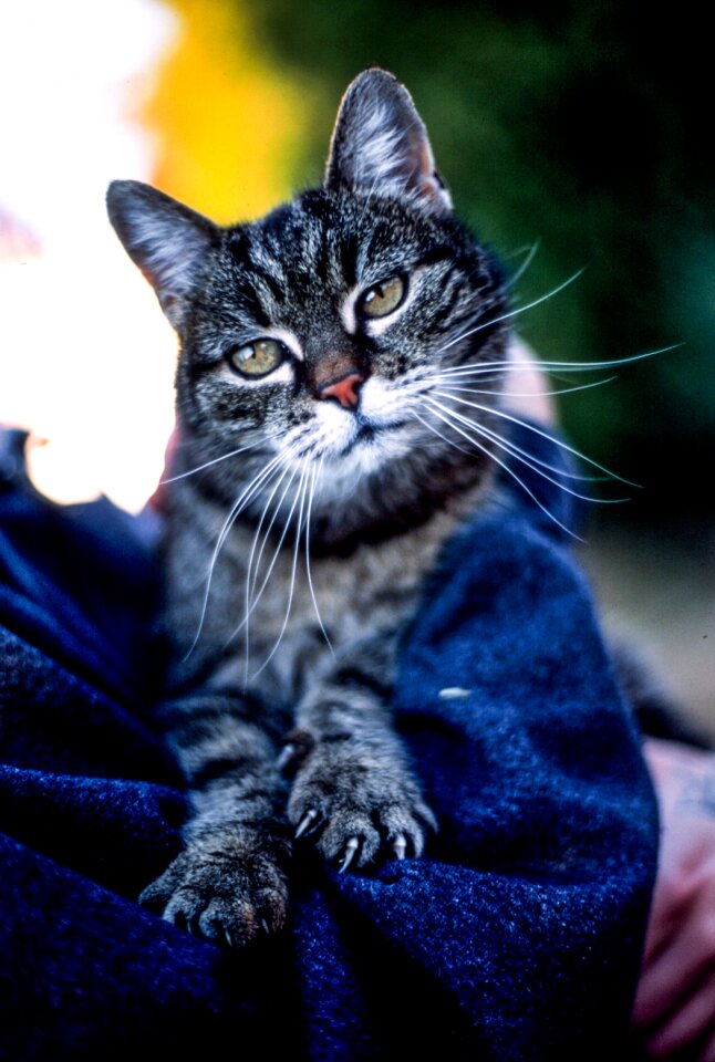 Kitten funny pet