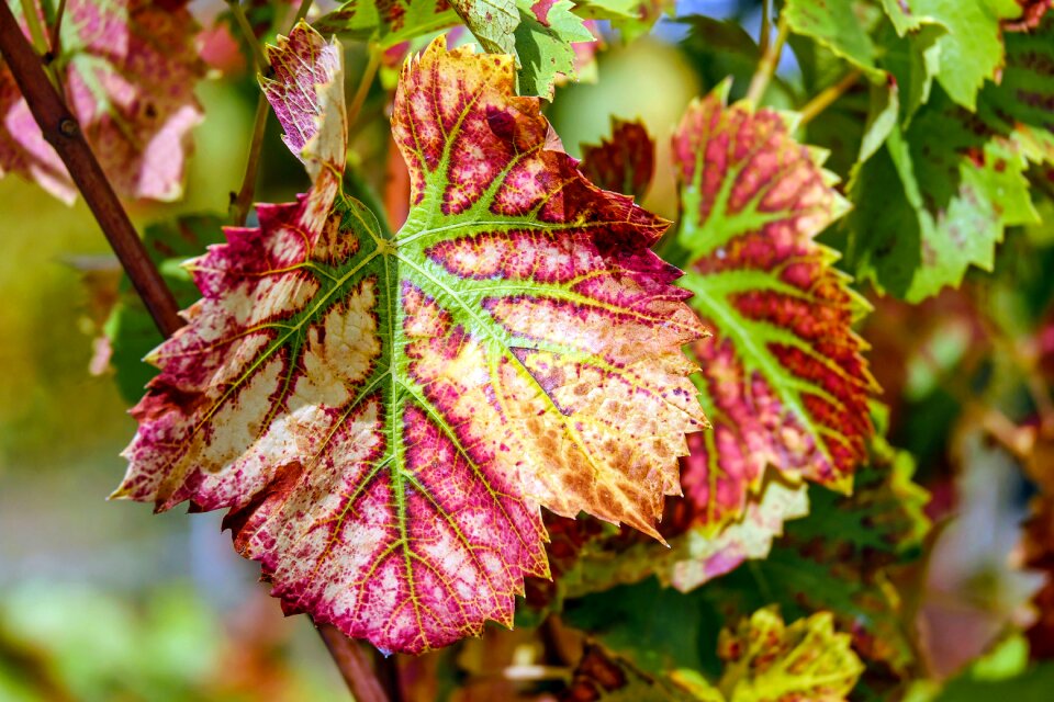 Grapevine plant winegrowing
