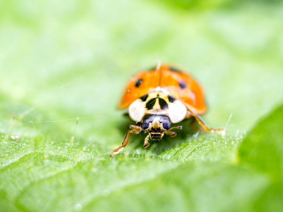 Beetle insect nature