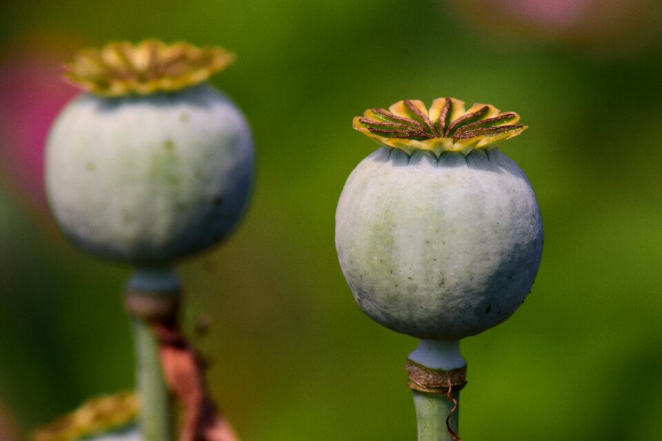 Mohngewaechs poppy-capsules decoration