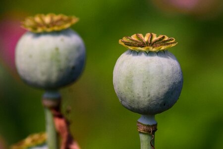 Mohngewaechs poppy-capsules decoration photo