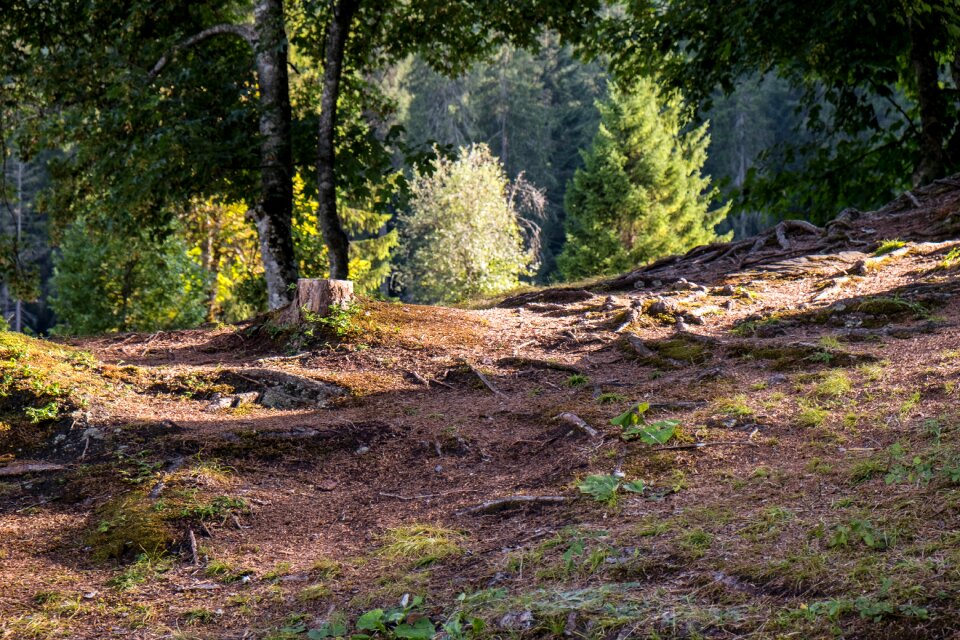 Caumasee forest forest floor