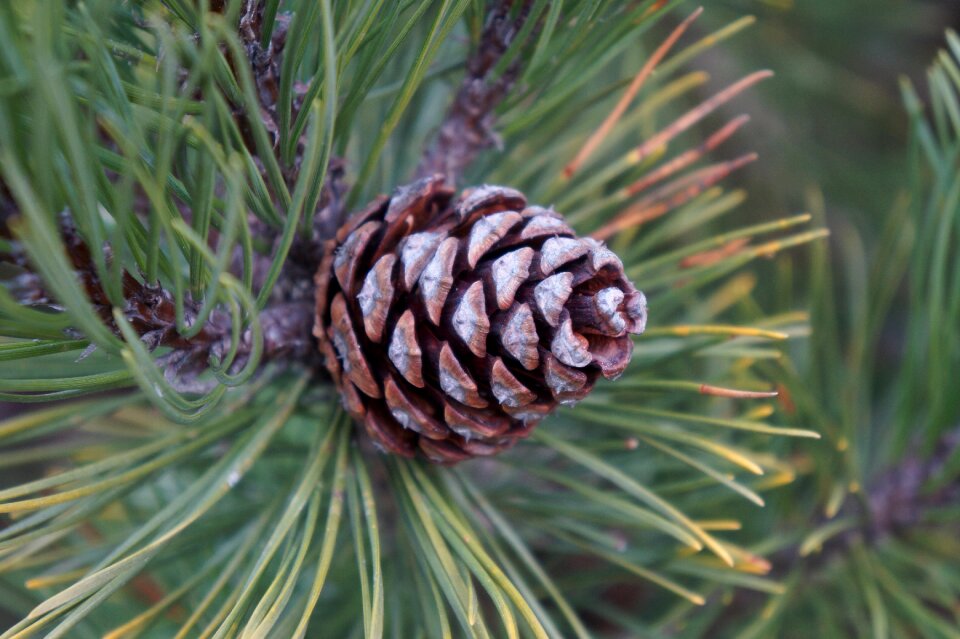 Artichoke natural softwood