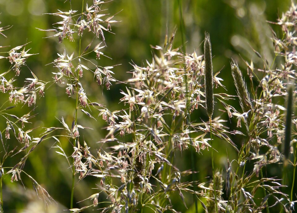 Filigree backlighting schwängel